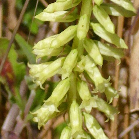 Umbilicus heylandianus unspecified picture