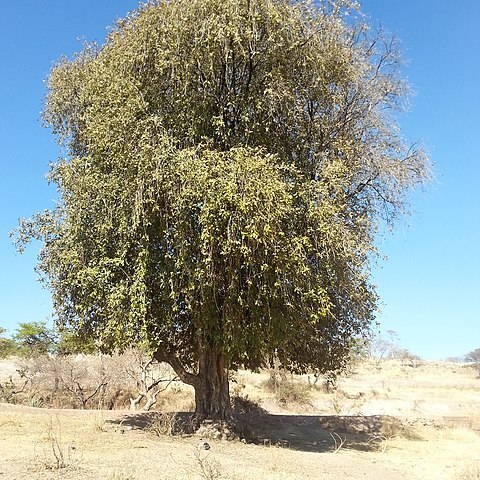 Vitex mollis unspecified picture