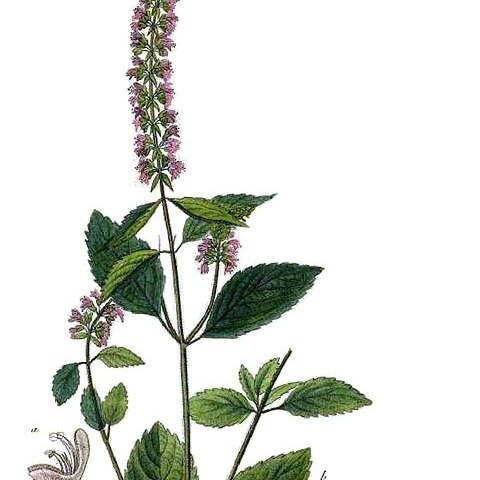 Plectranthus monostachyus unspecified picture