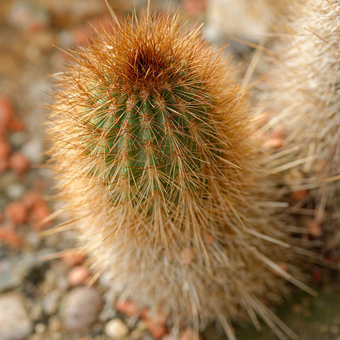 Weberbauerocereus weberbaueri unspecified picture