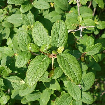 Viburnum mongolicum unspecified picture