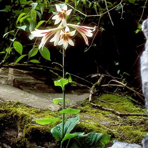 Cardiocrinum giganteum unspecified picture