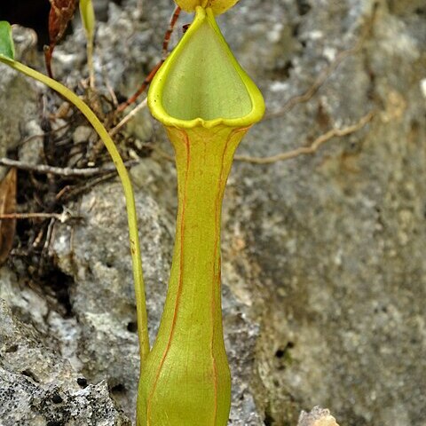 Nepenthes viridis unspecified picture