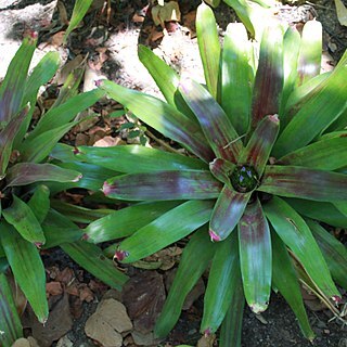 Neoregelia farinosa unspecified picture