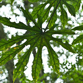 Fatsia polycarpa unspecified picture