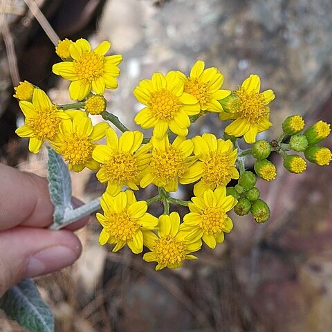 Senecio garlandii unspecified picture