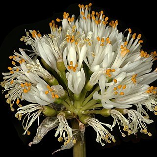 Haemanthus montanus unspecified picture