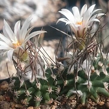 Turbinicarpus schmiedickeanus subsp. gracilis unspecified picture