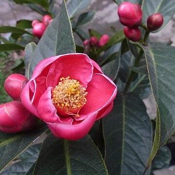 Camellia amplexicaulis unspecified picture