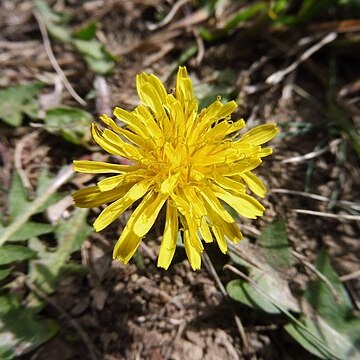 Taraxacum brachyglossum unspecified picture