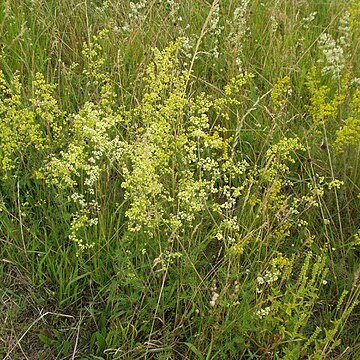 Galium pomeranicum unspecified picture