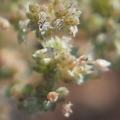 Crassula colorata unspecified picture