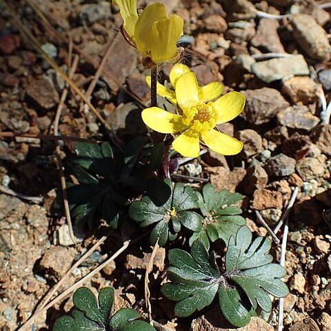 Ranunculus cadmicus unspecified picture