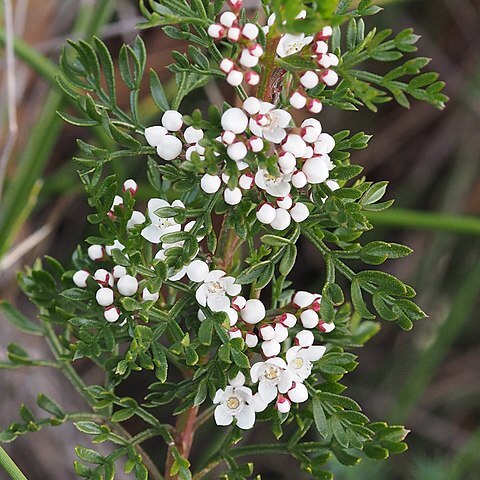 Boronia anethifolia unspecified picture