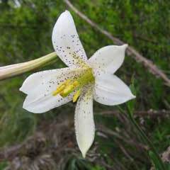 Lilium washingtonianum unspecified picture