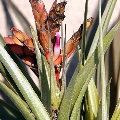 Tillandsia latifolia unspecified picture