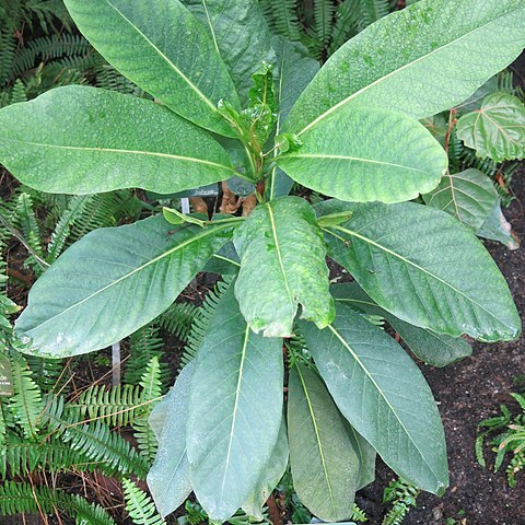 Atractocarpus heterophyllus unspecified picture