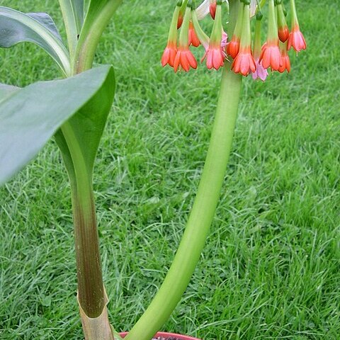 Scadoxus cyrtanthiflorus unspecified picture