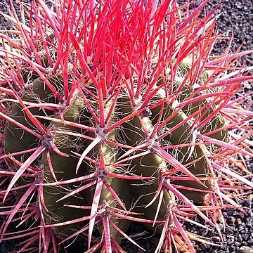 Ferocactus haematacanthus unspecified picture