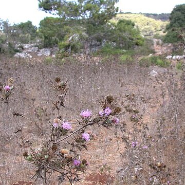 Cirsium phyllocephalum unspecified picture