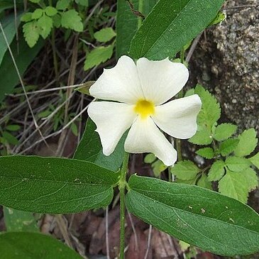 Thunbergia atriplicifolia unspecified picture