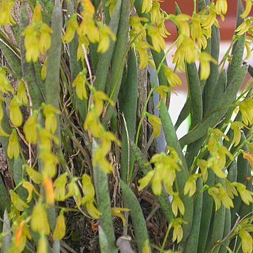 Pleurothallis mantiquyrana unspecified picture