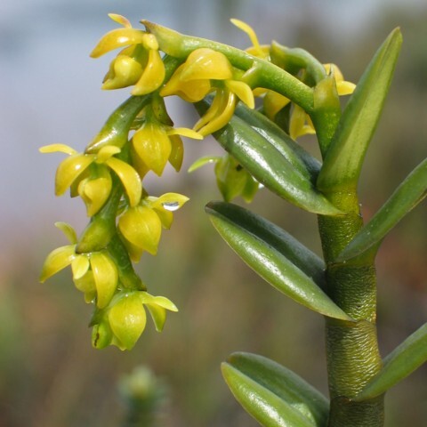 Epidendrum dendrobioides unspecified picture