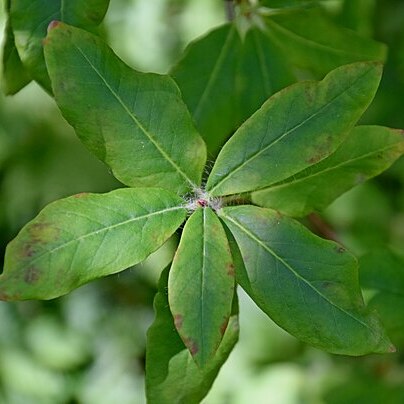 Rhododendron mekongense unspecified picture