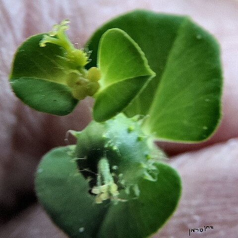 Euphorbia valerianifolia unspecified picture