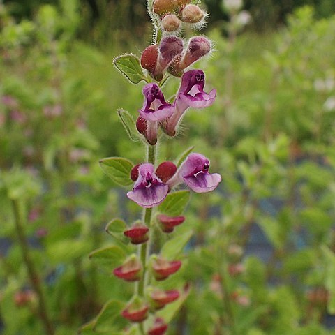 Scutellaria rubicunda unspecified picture