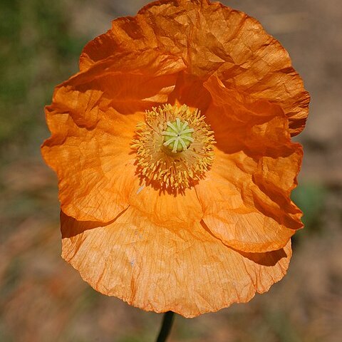 Papaver lateritium unspecified picture