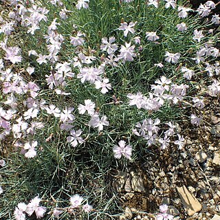 Dianthus andrzejowskianus unspecified picture