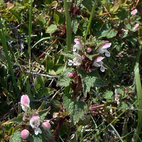 Lamium garganicum subsp. corsicum unspecified picture