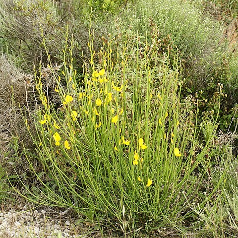 Spartium unspecified picture