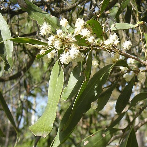 Acacia fasciculifera unspecified picture