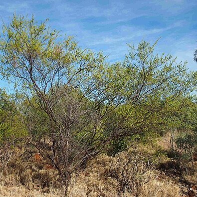 Acacia lysiphloia unspecified picture