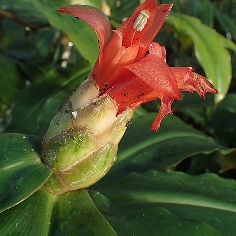 Costus erythrothyrsus unspecified picture