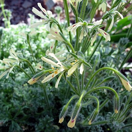 Pelargonium appendiculatum unspecified picture