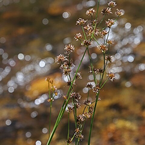 Juncus macrandrus unspecified picture