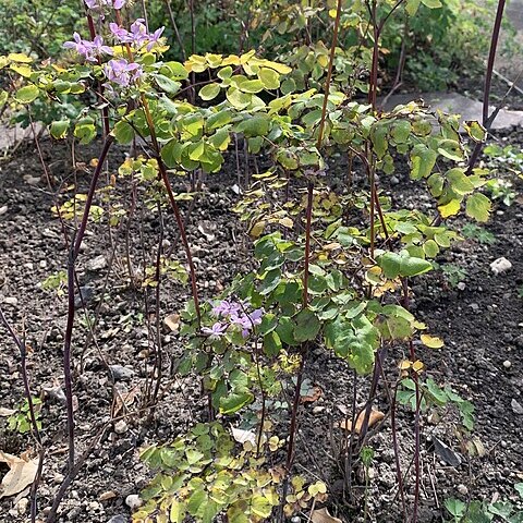 Thalictrum rochebruneanum unspecified picture