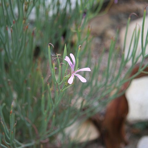 Pelargonium laevigatum subsp. oxyphyllum unspecified picture