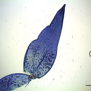 Sphagnum flexuosum unspecified picture