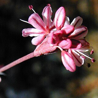 Eriogonum luteolum unspecified picture