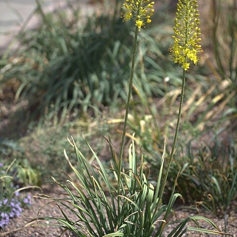 Eremurus albocitrinus unspecified picture