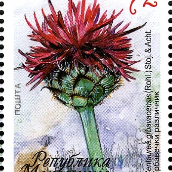 Centaurea grbavacensis unspecified picture