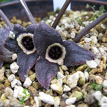 Asarum nipponicum var. nankaiense unspecified picture