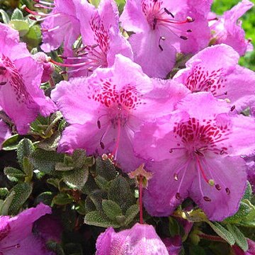 Rhododendron calostrotum unspecified picture