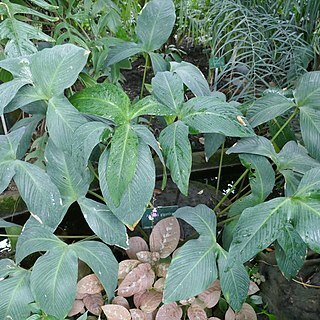 Anubias gigantea unspecified picture