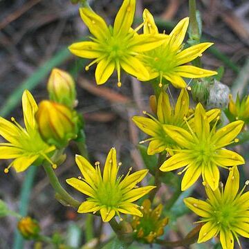 Haplophyllum unspecified picture