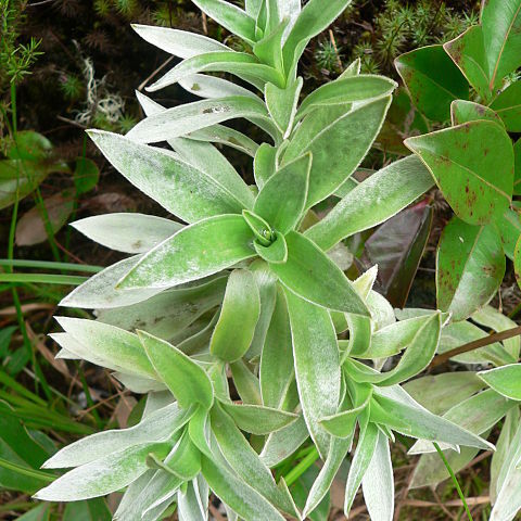 Helichrysum heliotropifolium unspecified picture